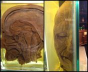 Half of the head of a serial killer at Ripley’s Believe It or Not! NYC. I visited NYC about five years ago and thought this was really interesting. I have tried to search the name of the serial killer but I can’t seem to find it. from hors pussy fuck bangali serial