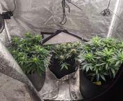 3gal soil pot- 2L H2O/day enough? from indian fsi blog lusty mom sex 3gal and woman