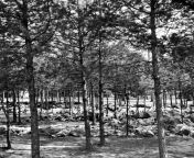 [History] Hundreds of corpses on the ground beneath trees at Bergen-Belsen concentration camp, April 1945 / Photograph by George Rodger [NSFW] from hlbalbums pk bergen