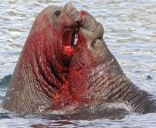 The water fills with blood as rival southern elephant seal bulls battle. from first time sex blood seal open videosn mothar baby ayantika banerjee naked nude